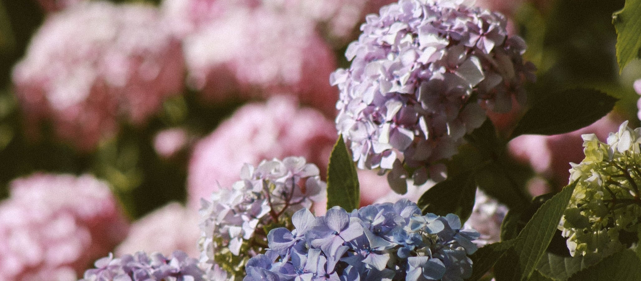 купить гортензию