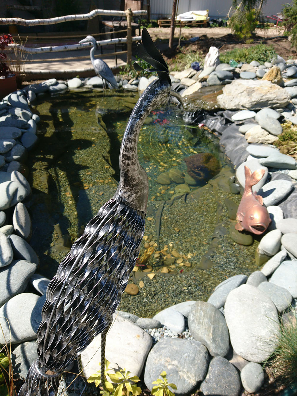 серебряный фазан