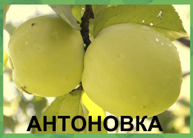 ЯБЛОНЯ АНТОНОВКА