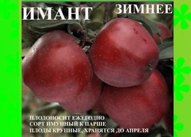 ЯБЛОНЯ ИМАНТ