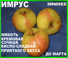 ЯБЛОНЯ ИМРУС