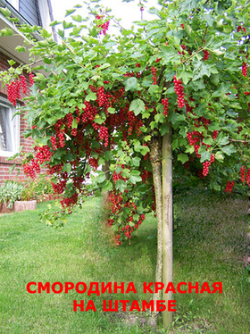 СМОРОДИНА НА ШТАМБЕ
