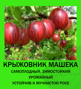 КРЫЖОВНИК МАШЕКА, ОКС