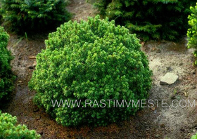 Ель канадская или сизая Альберта Глобе  (Pisea glauca &lsquo;Alberta Globe&rsquo;)