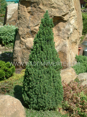 Ель канадская Коника (Picea glauca ‘Conica’) С 35 В.90-110 см