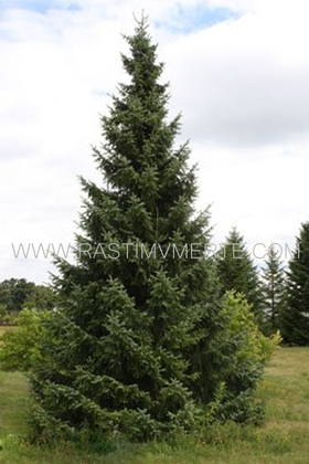 Ель сербская/Оморика (Picea ‘Omorika’) С5 В.60-90 см