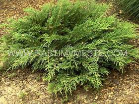 Микробиота перекрестнопарная  (Microbiota decussata)