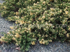 Можжевельник казацкий  Вариегата  (Juniperus  sabina  'Variegata’), С3, диам: 30-40см