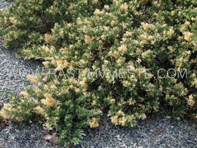 Можжевельник китайский  Экспанса Вариегата (Juniperus chinensis `Expansa Variegata&rsquo;)