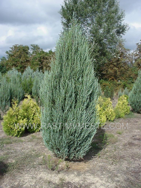 Можжевельник скальный  Скайрокет  (Juniperus  scopulorum  &lsquo;Skyrocket&rsquo;)