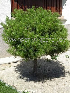 Сосна  густоцветная  Умбракулифера   (Pinus  densiflora  ‘Umbraculifera’)