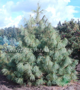 Сосна Гриффита Величината  (Pinus griffithii  ‘Wallichiana’)