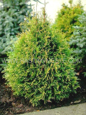 Туя  западная  Столвик  (Thuja occidentalis  &lsquo;Stolwijk&rsquo;)
