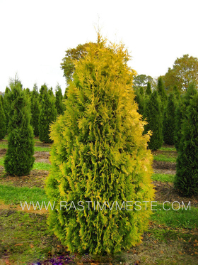 Туя западная  Европа Голд  (Thuja occidentalis &lsquo;Europe Gold&rsquo;)