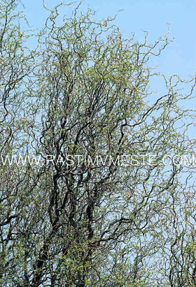 Ива вавилонская Тортуоса (Salix babylonica ‘Tortuosa’)