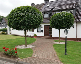 Клен остролистный Глобосум  (Acer platanoides ‘Globosum’), С20, выс:210-240 см