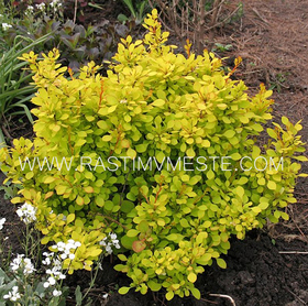 Барбарис Тунберга Ауреа (Berberis thunbergii Aurea)