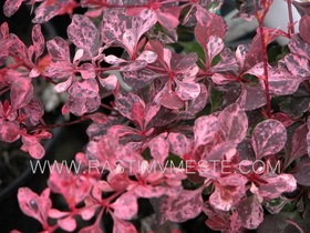 Барбарис Тунберга Красная Леди (Berberis thunbergii ‘Pink Queen’)