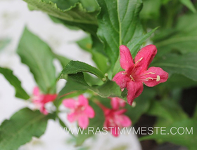 Вейгела Бристон Руби (Weigela &lsquo;Bristol Ruby&rsquo;)