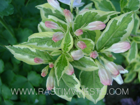 Вейгела цветущая Вариегата (Weigela florida &lsquo;Variegata&rsquo;)