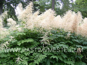 Волжанка (Aruncus)