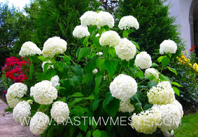 Гортензия древовидная Анабель (Hydrangea arborescens &lsquo;Anabelle&rsquo;), С2, выс:60-70 см