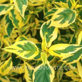 Дерен белый Спайши  (Cornus alba  &lsquo;Spaethii&rsquo;)