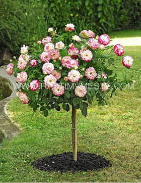 Штамбовая Роза, С5