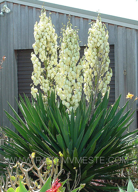 Юкка колючая (Yucca filamentosa)