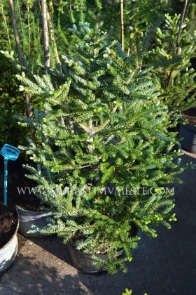 Пихта корейская Сильберлок (Abies koreana Silberlocke)