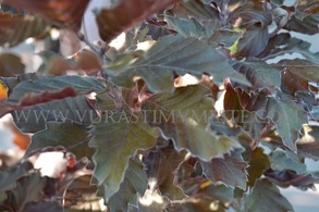Бук лесной Атропуницея (Fagus sylvatica Atropunicea), С5, выс: 70-90 см