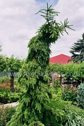 Ель сербская Пендула  (Picea omorika ‘Pendula’)