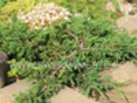 Можжевельник обыкновенный  Репанда  (Juniperus communis  &lsquo;Repanda&rsquo;)