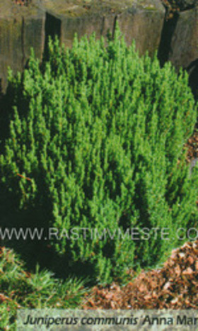 Можжевельник обыкновенный Анна Мария (Juniperus communis 'Anna Maria&rsquo;)