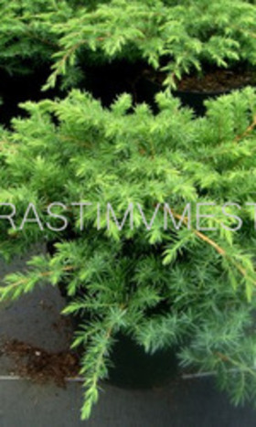Можжевельник прибрежный Шлягер    (Juniperus  conferta  &lsquo;Schlager&rsquo;)