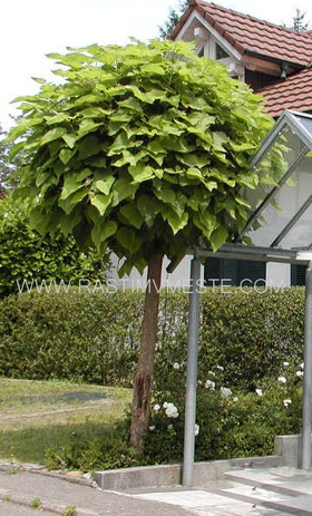 Катальпа бигнониевидная Нана (Catalpa bignonioides ‘Nana’), С10, выс: 120-150 см