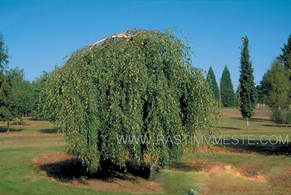 Береза бородавчатая Юнги (Betula pendula ‘Youngii’), С50, выс: 180-200 см