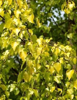 Береза повислая Шневердингер Голдбирк (Betula pendula «Schneverdinger Goldbirke»), С12, выс: 220-240 см 
