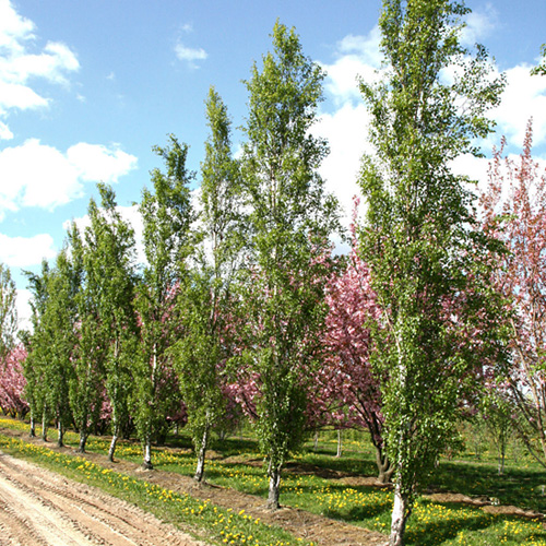 Береза повислая Фастигиата (Betula pendula Fastigiata), С7, выс: 180 см