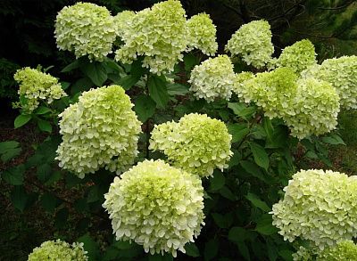 Гортензия метельчатая Лаймлайт ("Limelight"), С5, выс: 80-100 см