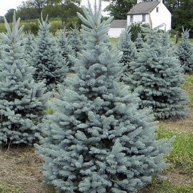 Ель колючая голубая Роял Блю (Picea pungens 'Royal blue'), С35, выс:200 см 