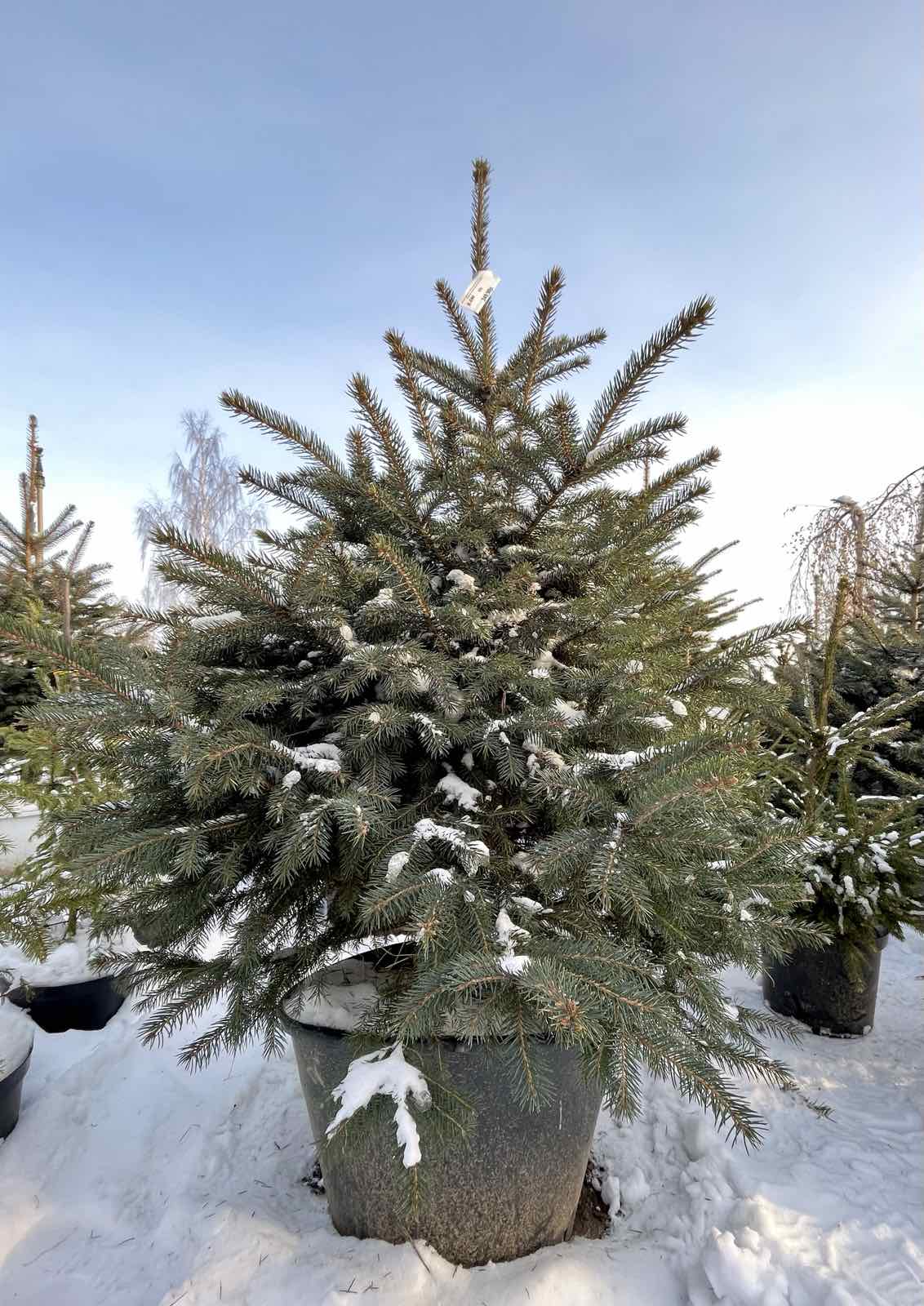 Ель колючая Глаука (Picea pungens Glauca) С35, выс:160-190 см