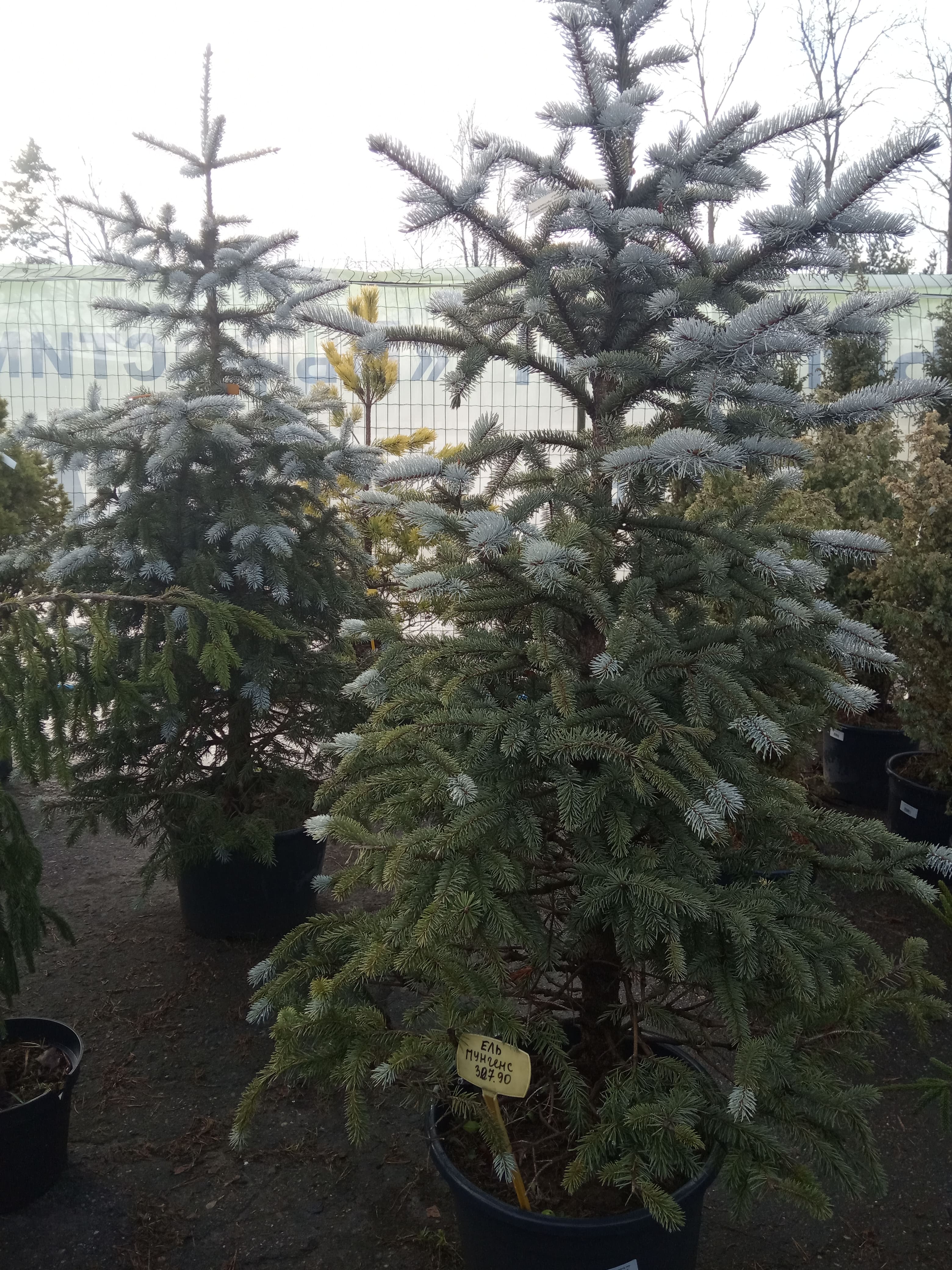 Ель колючая Фат Альберт,  Picea pungens Fat Albert, С7, выс:120-130 см