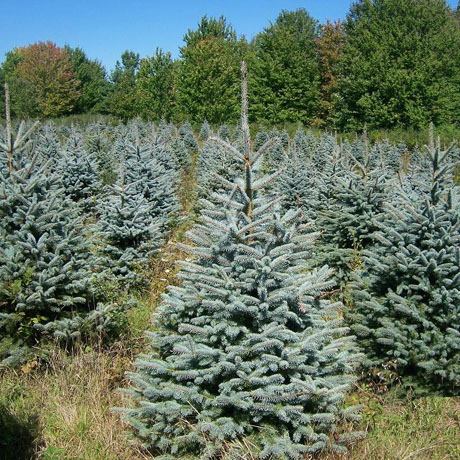 Ель колючая Глаука (Picea pungens Glauca) С35, выс:180 см