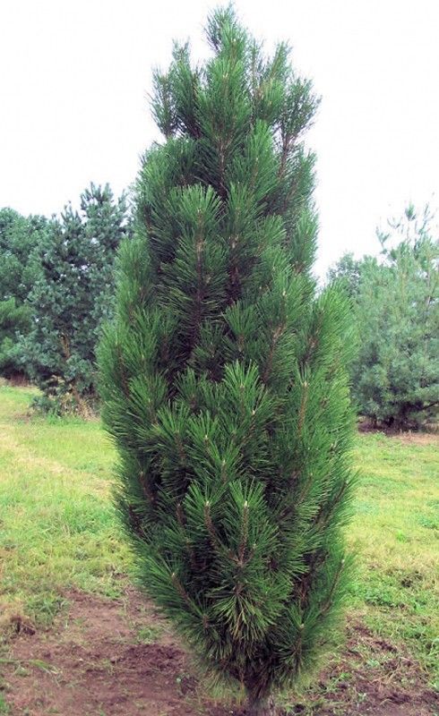 Сосна черная Грин Рокет (Pinus nigra Green Rocket), С10, выс. 60-90 см