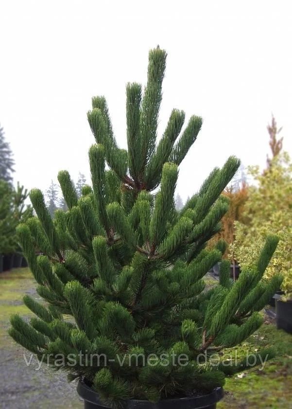 Сосна черная Орегон Грин (Pinus nigra Oregon Green) С5, выс. 120
