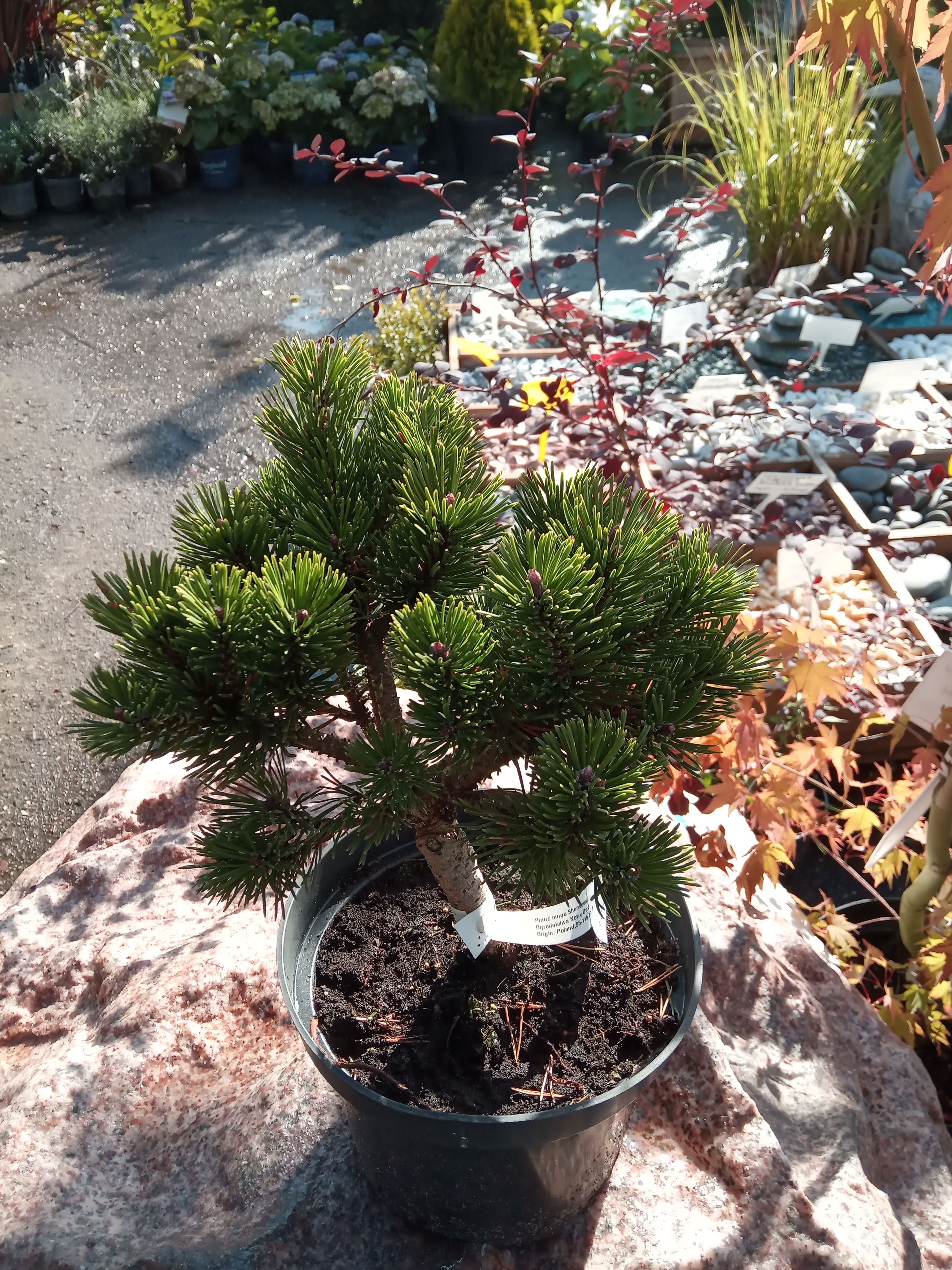 Шервуд компакт. Сосна Горная Шервуд. Сосна Горная Шервуд компакт. Pinus mugo 'Sherwood Compact'. Pinus aristata Sherwood Compact.