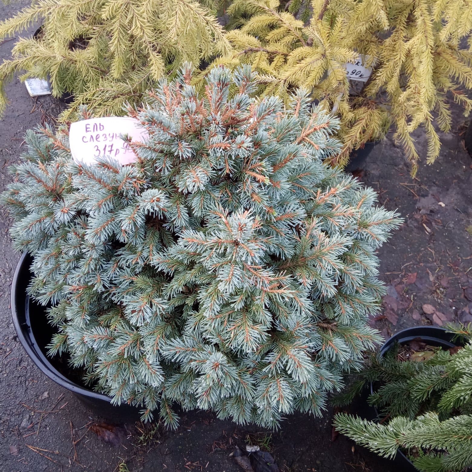 Ель колючая Слизен  Picea pungens Sleszyn