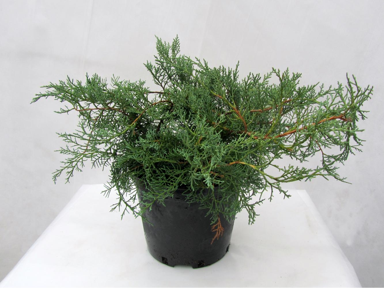 Можжевельник виргинский Грей Оул  (Juniperus virginiana Grey Owl), С7,5, выс:60-90см