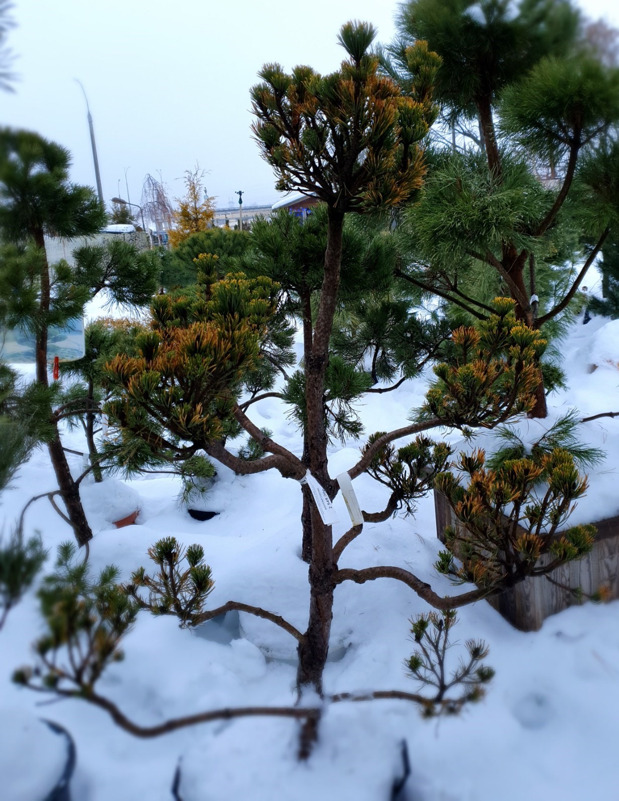 Сосна горная Якобсен (Pinus mugo Jacobsen), форм. Бонсай, С35, выс. 170 см